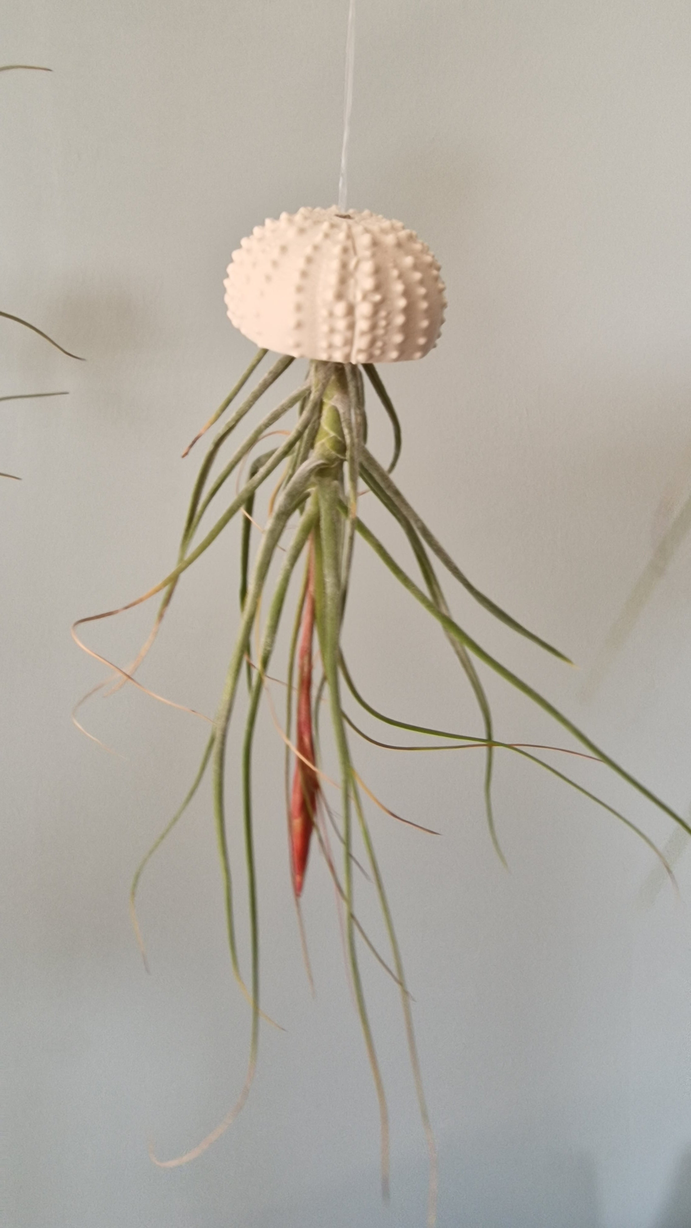 SeeIgel-Hänger (mit Tilandsie) – Küstenvibes von der Decke