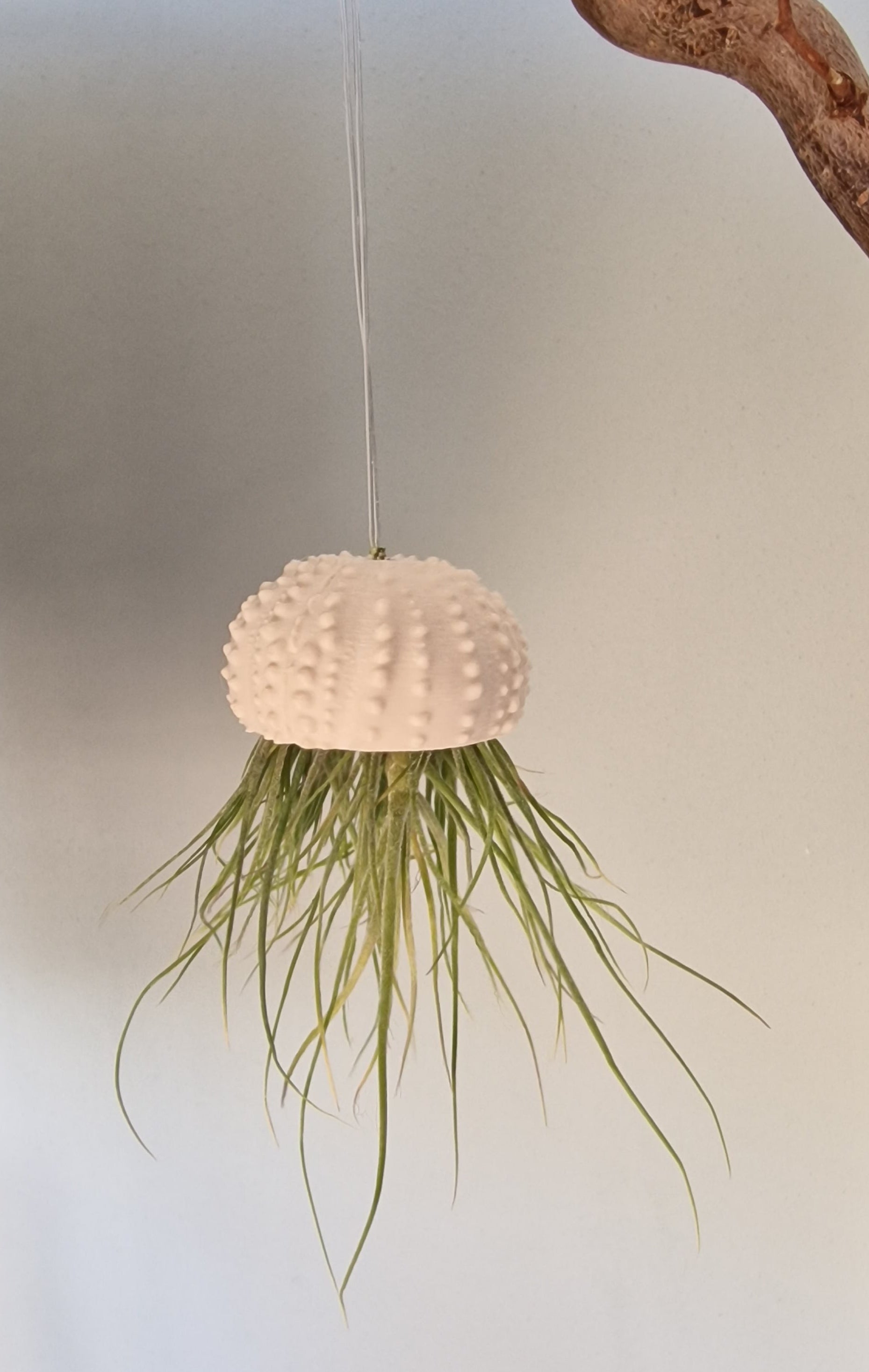 SeeIgel-Hänger (mit Tilandsie) – Küstenvibes von der Decke